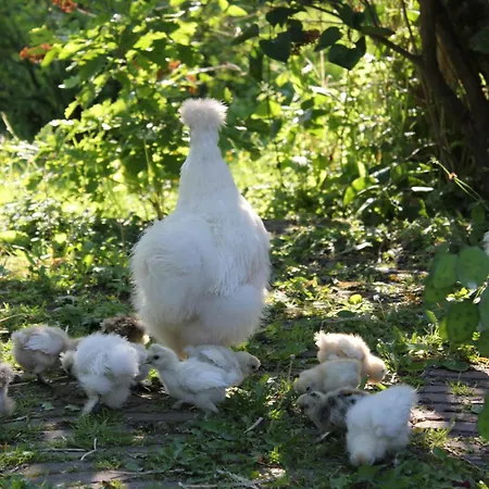 Bed & Breakfast La Passiflore 4*