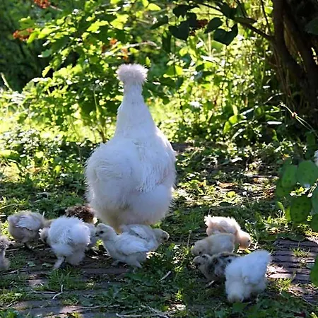 La Passiflore Alojamento de Acomodação e Pequeno-almoço