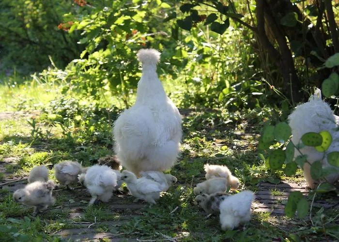 Bed & Breakfast La Passiflore 4*